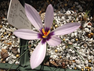 Crocus sp.