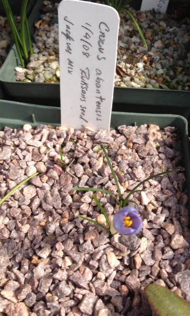 Rimmer-Crocus_abontensis_20120312.JPG