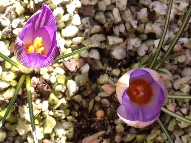 Crocus_biflorus_isauricus in bloom: 2012/2/6