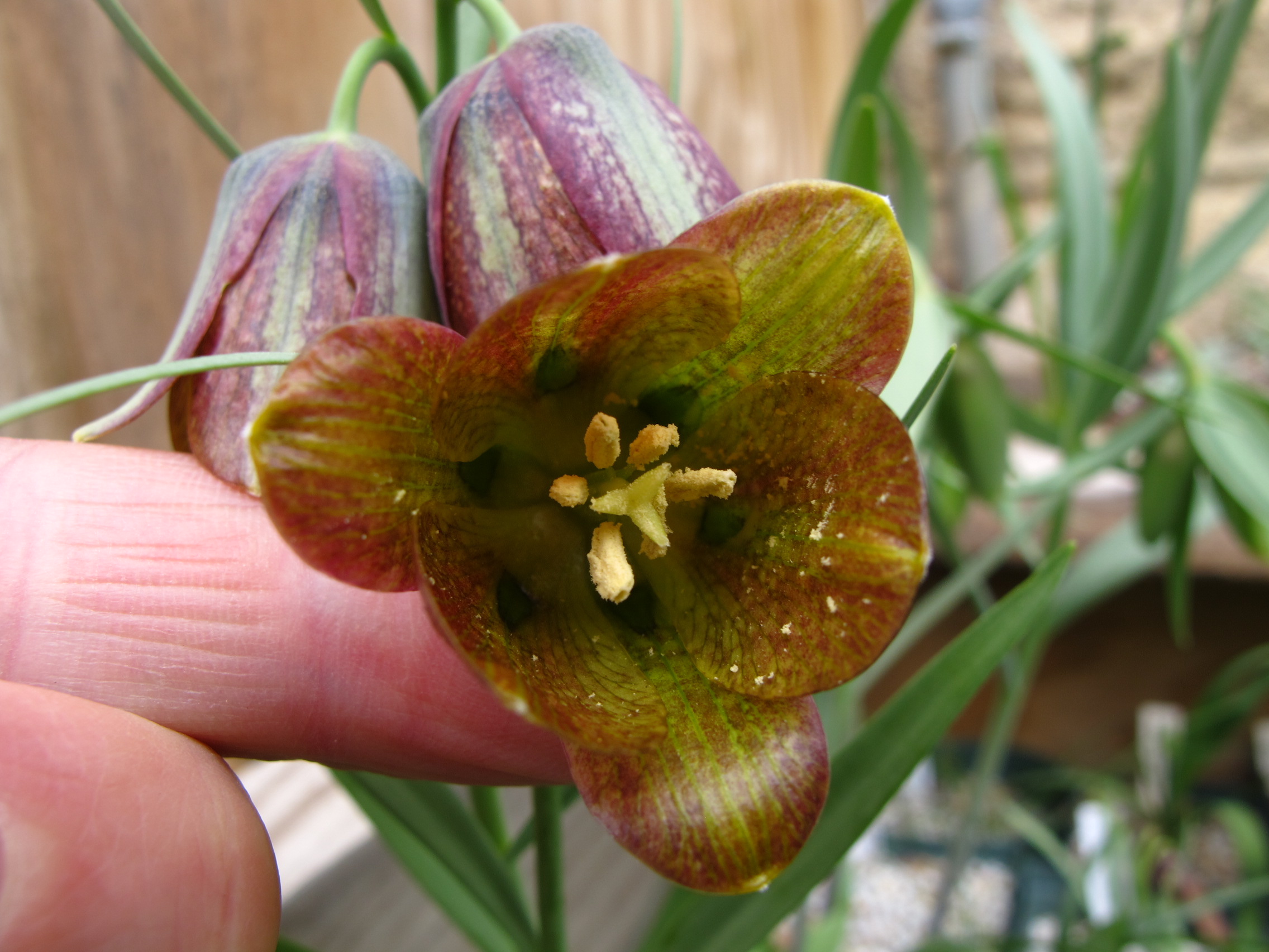 Rimmer-Fritillaria-olivieri-IMG_1174.JPG