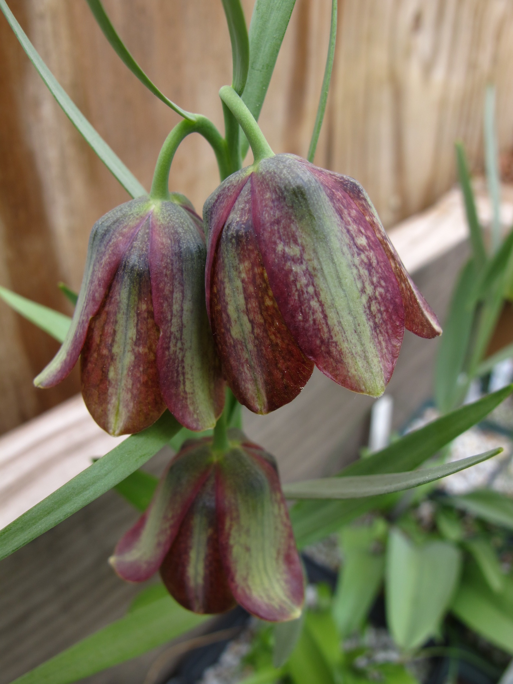 Rimmer-Fritillaria_olivieri_IMG_1173.JPG