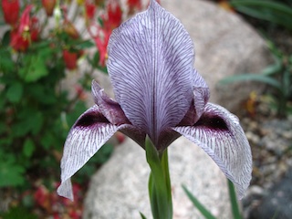 Iris acutiloba; Rimmer de Vries