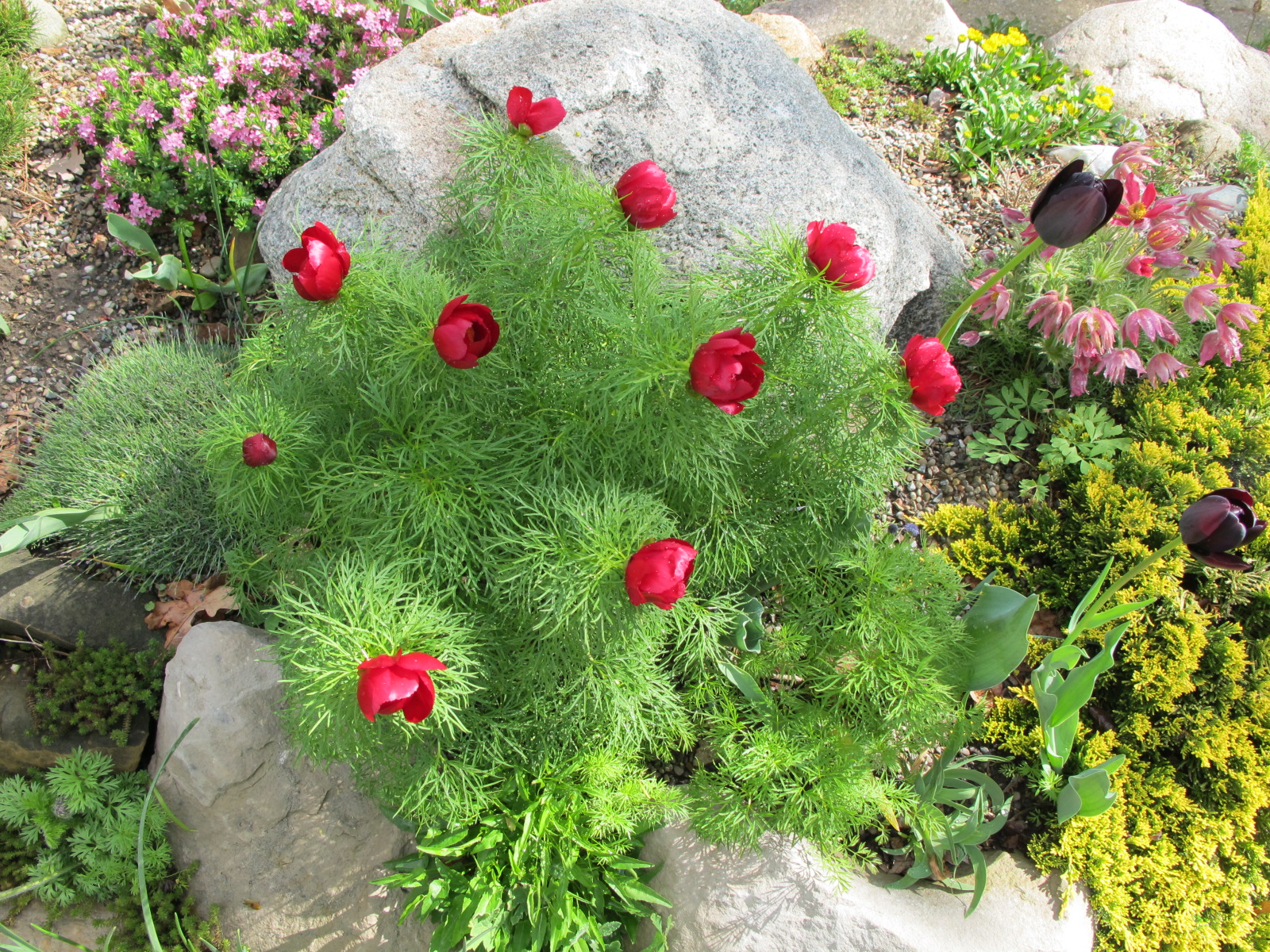 Rimmer-Paeonia_tenuifolia_IMG_1450.JPG