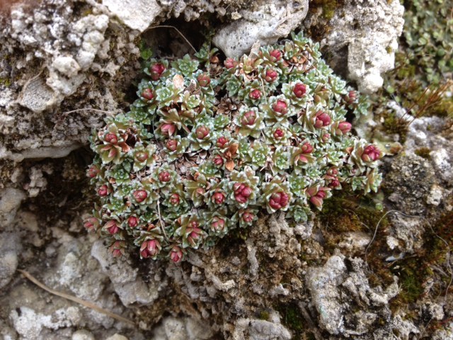 Rimmer-Sax_on_tufa_20120219