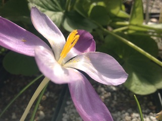 Crocus goulimyi